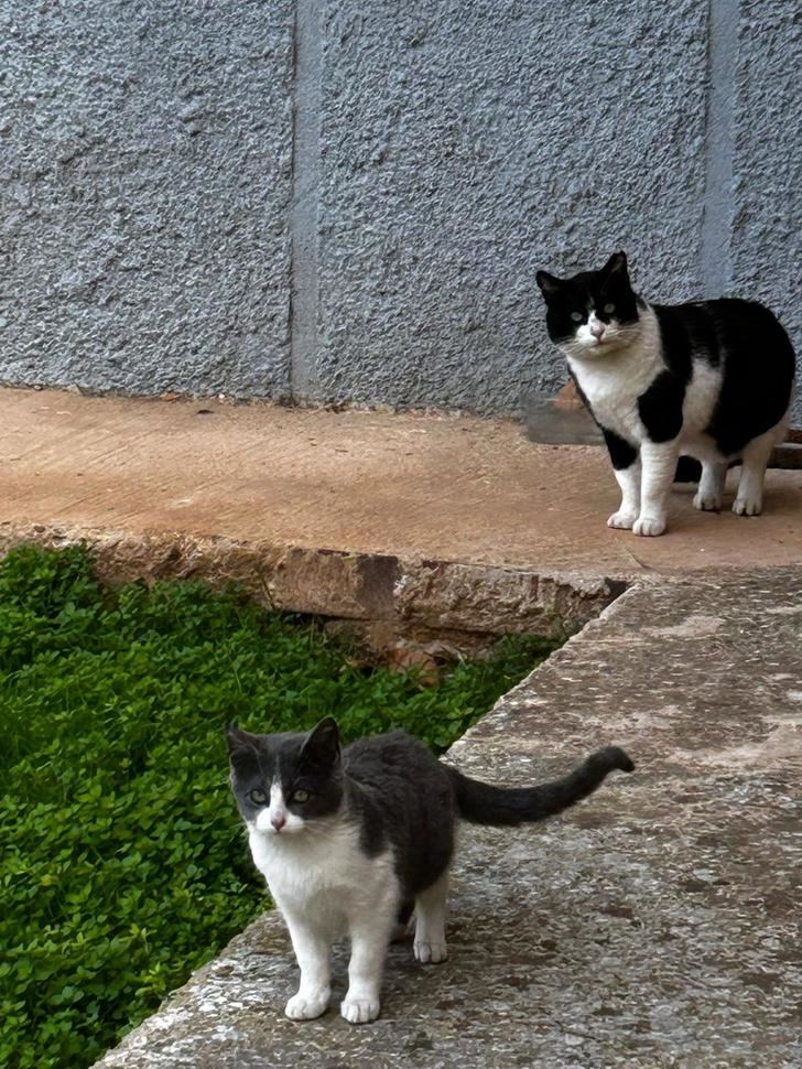 Entregadas las primeras autorizaciones provisionales de 'persona colaboradora autorizada' para el cuidado de las colonias felinas de Azuqueca