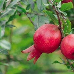 España cosecha más de 79.000 toneladas de granadas, un superalimento clave para combatir la astenia otoñal