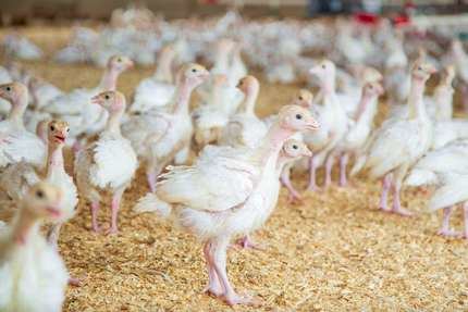 Luz verde a la granja de Rujamar en Cuenca para un millón de aves