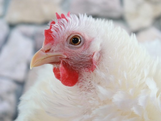 El Gobierno confina desde el lunes aves de corral en 18 zonas de especial riesgo de Castilla La Mancha para no propagar gripe aviar