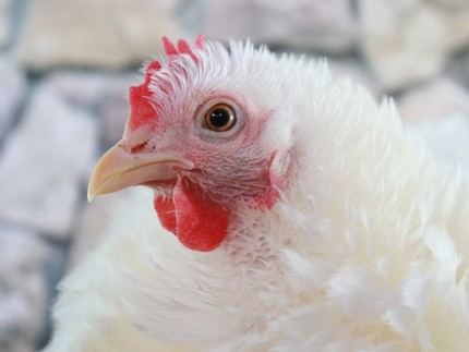 El Gobierno confina desde el lunes aves de corral en 18 zonas de especial riesgo de Castilla La Mancha para no propagar gripe aviar