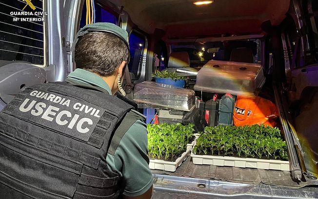 Dos detenidos en Pozo de Guadalajara cuando portaban 400 plantas de marihuana en el coche en el que viajaban