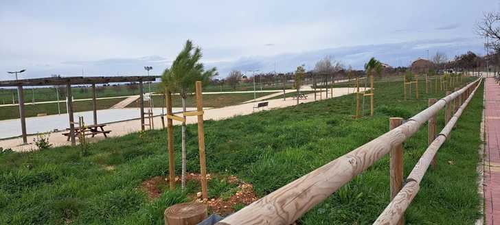 El PP de Horche lamenta que el PSOE no atienda las preocupaciones de los vecinos y se niegue a reubicar los pinos plantados frente al colegio