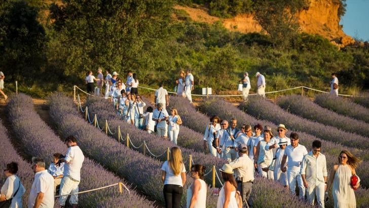 La decoración del Festival de Lavanda de Brihuega sufre varios actos vandálicos