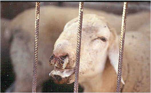 El MAPA confirma un nuevo foco de lengua azul en la provincia de Guadalajara