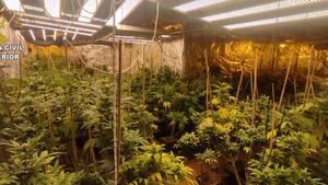 Cinco detenidos por cultivar marihuana en un chalet de Chiloeches