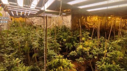 Cae un cultivo con 1.194 plantas de marihuana en un chalé de Uceda