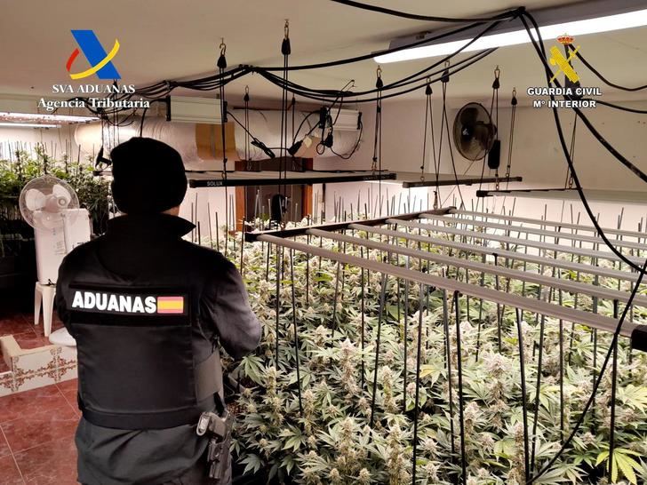 Desmantelada una nueva plantación indoor de 612 plantas de marihuana en un inmueble de la Trijueque