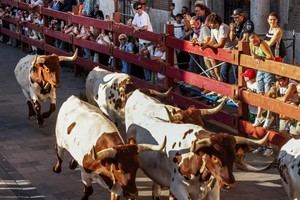 Éxito en la prueba del nuevo recorrido del encierro en Guadalajara