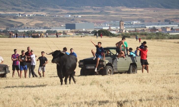 Éxito del encierro campero en las Fiestas de Cabanillas del Campo