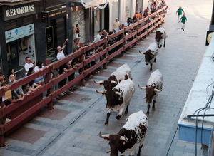 Un minuto y 58 segundos bastan para escribir la historia del toro en el simulacro taurino de encierros de Guadalajara