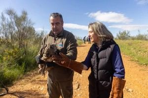 Suelta de un búho real en Usanos tras su recuperación en Guadalajara