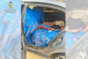 La Guardia Civil de Ciudad Real desarticula un grupo criminal dedicado al hurto de aceituna en explotaciones agrarias de la provincia