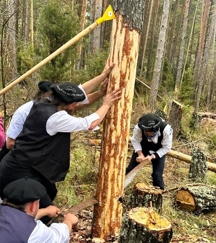 Se celebra en Peralejos de las Truchas la tradición de la corta de troncos previa a la Fiesta Ganchera del Alto Tajo