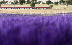 Renfe vuelve a poner en marcha el jueves el Tren de la Lavanda para conocer los campos de Brihuega