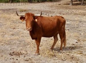 Cuenca recupera las vaquillas nocturnas de la Feria de San Julián