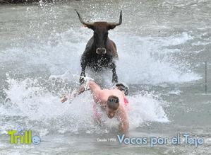 Trillo celebrará el 30 aniversario de las Vacas por el Tajo con una octava res en su ruedo fluvial