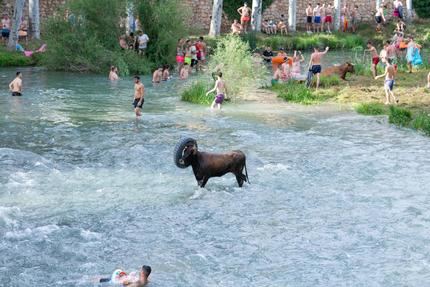Unas 10.000 personas llenan Trillo para celebrar el 30 aniversario de sus Vacas por el Tajo
