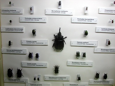 Este museo cuenta con una amplia colección entomológica